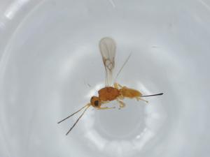  ( - BIOUG63651-G02)  @11 [ ] CreativeCommons - Attribution (2021) Centre for Biodiversity Genomics Centre for Biodiversity Genomics