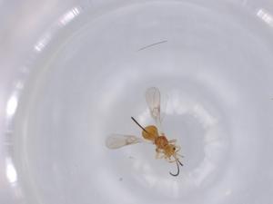  ( - BIOUG62300-D11)  @11 [ ] CreativeCommons - Attribution (2021) Centre for Biodiversity Genomics Centre for Biodiversity Genomics