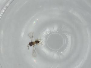  ( - BIOUG63672-H10)  @11 [ ] CreativeCommons - Attribution (2021) Centre for Biodiversity Genomics Centre for Biodiversity Genomics