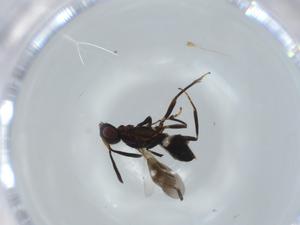  ( - BIOUG64323-G04)  @11 [ ] CreativeCommons - Attribution (2021) Centre for Biodiversity Genomics Centre for Biodiversity Genomics