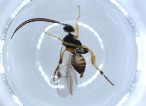  ( - BIOUG51361-C03)  @11 [ ] CreativeCommons - Attribution (2019) Centre for Biodiversity Genomics Centre for Biodiversity Genomics