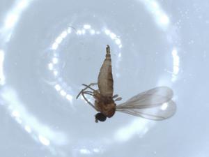  ( - BIOUG51407-B08)  @11 [ ] CreativeCommons - Attribution (2019) Centre for Biodiversity Genomics Centre for Biodiversity Genomics