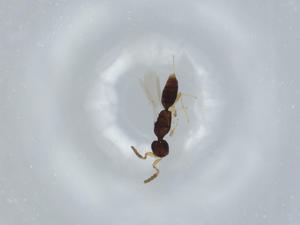  ( - BIOUG57973-B11)  @11 [ ] CreativeCommons - Attribution (2020) Centre for Biodiversity Genomics Centre for Biodiversity Genomics