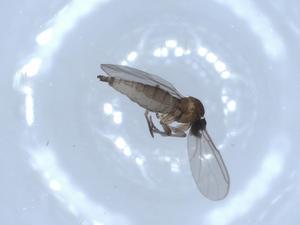  ( - BIOUG51595-G10)  @11 [ ] CreativeCommons - Attribution (2019) Centre for Biodiversity Genomics Centre for Biodiversity Genomics