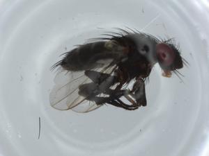  ( - BIOUG60669-B01)  @11 [ ] CreativeCommons - Attribution (2020) Centre for Biodiversity Genomics Centre for Biodiversity Genomics