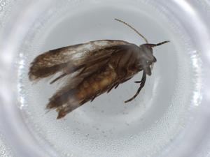  (geleBioLep01 BioLep0997 - BIOUG60675-E09)  @11 [ ] CreativeCommons - Attribution (2020) Centre for Biodiversity Genomics Centre for Biodiversity Genomics