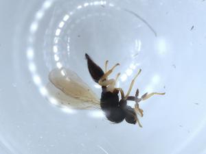  ( - BIOUG51475-A12)  @12 [ ] CreativeCommons - Attribution (2020) Centre for Biodiversity Genomics Centre for Biodiversity Genomics