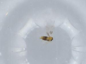  ( - BIOUG57538-E05)  @11 [ ] CreativeCommons - Attribution (2020) Centre for Biodiversity Genomics Centre for Biodiversity Genomics