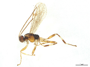  ( - BIOUG51841-F01)  @11 [ ] CreativeCommons - Attribution Share - Alike (2025) CBG Photography Group Centre for Biodiversity Genomics