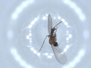  ( - BIOUG51824-E04)  @11 [ ] CreativeCommons - Attribution (2020) Centre for Biodiversity Genomics Centre for Biodiversity Genomics