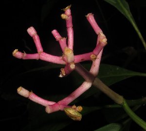  (Psychotria leptothyrsa - MG_0302_K)  @11 [ ] CreativeCommons - Attribution Non-Commercial Share-Alike (2015) Megawati Herbarium Bogoriense