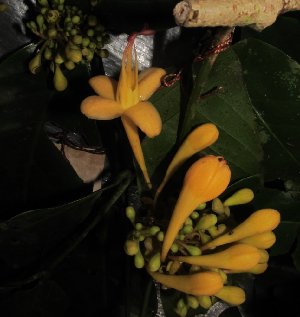  ( - MG_0306_I)  @11 [ ] CreativeCommons - Attribution Non-Commercial Share-Alike (2015) Megawati Herbarium Bogoriense