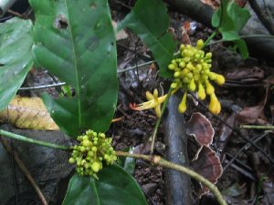  ( - MG_0306_I)  @11 [ ] CreativeCommons - Attribution Non-Commercial Share-Alike (2015) Megawati Herbarium Bogoriense