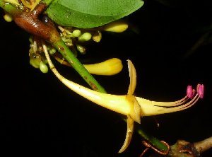  ( - MG_0306_I)  @11 [ ] CreativeCommons - Attribution Non-Commercial Share-Alike (2015) Megawati Herbarium Bogoriense