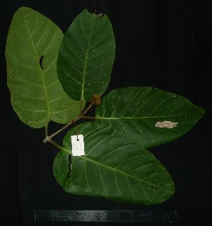 ( - MG_0309_I)  @11 [ ] CreativeCommons - Attribution Non-Commercial Share-Alike (2015) Megawati Herbarium Bogoriense