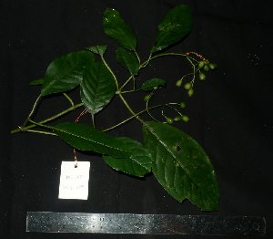  (Psychotria montana - MG_0321_K)  @11 [ ] CreativeCommons - Attribution Non-Commercial Share-Alike (2015) Megawati Herbarium Bogoriense