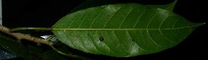  (Ficus depressa - MG_0328_I)  @11 [ ] CreativeCommons - Attribution Non-Commercial Share-Alike (2015) Megawati Herbarium Bogoriense