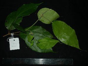  ( - MG_0349_I)  @11 [ ] CreativeCommons - Attribution Non-Commercial Share-Alike (2015) Megawati Herbarium Bogoriense