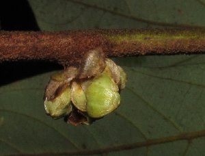  (Actinodaphne multiflora - MG_0356_I)  @11 [ ] CreativeCommons - Attribution Non-Commercial Share-Alike (2015) Megawati Herbarium Bogoriense