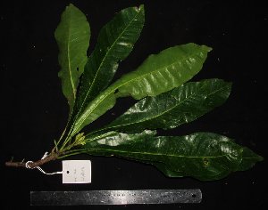  ( - MG_0366_I)  @11 [ ] CreativeCommons - Attribution Non-Commercial Share-Alike (2015) Megawati Herbarium Bogoriense