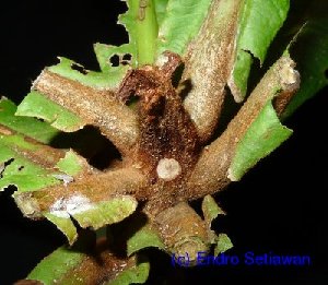  (Buchanania amboinensis - XM_0448)  @11 [ ] CreativeCommons - Attribution Non-Commercial Share-Alike (2012) C Webb, E Setiawan, H Yanto Arnold Arboretum of Harvard University