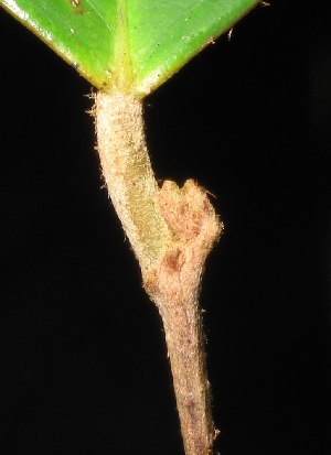  ( - XM_0024_H)  @11 [ ] CreativeCommons - Attribution Non-Commercial Share-Alike (2015) Cam Webb, Endro Setiawan & Hery Yanto Arnold Arboretum of Harvard University