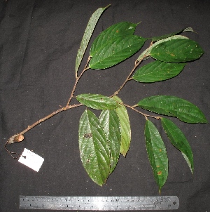  ( - XM_0024_H)  @11 [ ] CreativeCommons - Attribution Non-Commercial Share-Alike (2015) Cam Webb, Endro Setiawan & Hery Yanto Arnold Arboretum of Harvard University