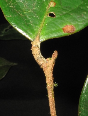  (Hydnocarpus polypetela - XM_0082_M)  @11 [ ] CreativeCommons - Attribution Non-Commercial Share-Alike (2015) Cam Webb, Endro Setiawan & Hery Yanto Arnold Arboretum of Harvard University