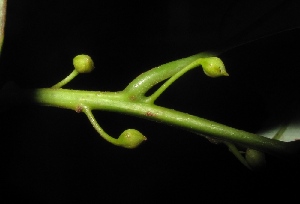  (Litsea machilifolia - XM_0320_I)  @11 [ ] CreativeCommons - Attribution Non-Commercial Share-Alike (2015) Cam Webb, Endro Setiawan & Hery Yanto Arnold Arboretum of Harvard University