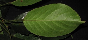  (Elaeocarpus petiolatus - XM_0322_I)  @11 [ ] CreativeCommons - Attribution Non-Commercial Share-Alike (2015) Cam Webb, Endro Setiawan & Hery Yanto Arnold Arboretum of Harvard University