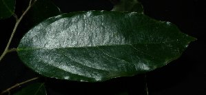  (Cleistanthus sumatranus - XM_0749_L)  @11 [ ] CreativeCommons - Attribution Non-Commercial Share-Alike (2015) Cam Webb, Endro Setiawan & Hery Yanto Arnold Arboretum of Harvard University