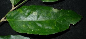  ( - XM_0763_L)  @11 [ ] CreativeCommons - Attribution Non-Commercial Share-Alike (2015) Cam Webb, Endro Setiawan & Hery Yanto Arnold Arboretum of Harvard University