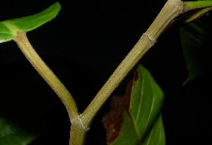  (Ficus magnoliifolia - XM_0807_M)  @11 [ ] CreativeCommons - Attribution Non-Commercial Share-Alike (2015) Cam Webb, Endro Setiawan & Hery Yanto Arnold Arboretum of Harvard University