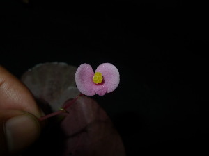  (Begonia pseudomuricata - XM_0833_M)  @11 [ ] CreativeCommons - Attribution Non-Commercial Share-Alike (2015) Cam Webb, Endro Setiawan & Hery Yanto Arnold Arboretum of Harvard University