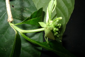  (Morinda bracteata - XM_0859_J)  @11 [ ] CreativeCommons - Attribution Non-Commercial Share-Alike (2015) Cam Webb, Endro Setiawan & Hery Yanto Arnold Arboretum of Harvard University