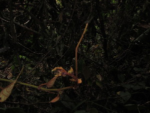  (Cissus simplex - YS_0877_K)  @11 [ ] CreativeCommons - Attribution Non-Commercial Share-Alike (2015) Yessi Santika Herbarium Bogoriense