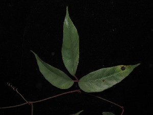  (Pterisanthes - YS_0888_K)  @11 [ ] CreativeCommons - Attribution Non-Commercial Share-Alike (2015) Yessi Santika Herbarium Bogoriense