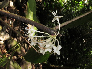  (Phaleria capitata Jack - YS_0906_H)  @11 [ ] CreativeCommons - Attribution Non-Commercial Share-Alike (2015) Yessi Santika Herbarium Bogoriense