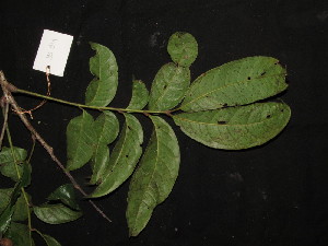  (Meliosma nitida - YS_0914_H)  @11 [ ] CreativeCommons - Attribution Non-Commercial Share-Alike (2015) Yessi Santika Herbarium Bogoriense