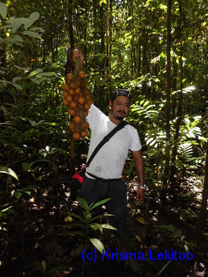  ( - CH_1228)  @11 [ ] CreativeCommons - Attribution Non-Commercial Share-Alike (2013) Charlie Heatubun UNIPA, Manokwari, Papua