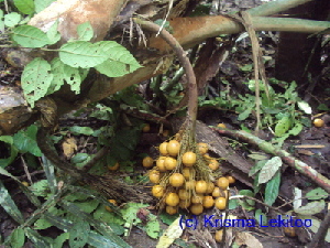  ( - CH_1228)  @11 [ ] CreativeCommons - Attribution Non-Commercial Share-Alike (2013) Charlie Heatubun UNIPA, Manokwari, Papua