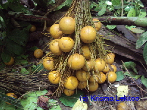  ( - CH_1228)  @11 [ ] CreativeCommons - Attribution Non-Commercial Share-Alike (2013) Charlie Heatubun UNIPA, Manokwari, Papua