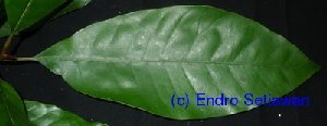 (Planchonella obovoidea - XM_0515)  @11 [ ] CreativeCommons - Attribution Non-Commercial Share-Alike (2013) Cam Webb, Endro Setiawan & Hery Yanto Arnold Arboretum of Harvard University
