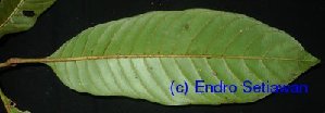  (Planchonella moluccana - XM_0615)  @11 [ ] CreativeCommons - Attribution Non-Commercial Share-Alike (2013) Cam Webb, Endro Setiawan & Hery Yanto Arnold Arboretum of Harvard University