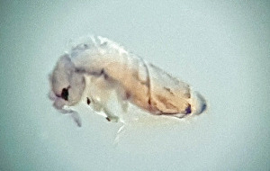  (Entomobrya schoetti - PLIM_COLL073)  @11 [ ] CC-NC-SA (2020) NINA NINA