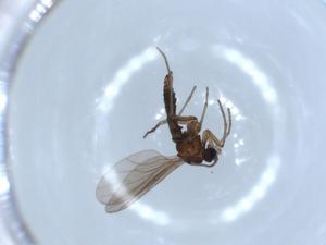  ( - BIOUG52037-D09)  @12 [ ] CreativeCommons - Attribution (2020) Centre for Biodiversity Genomics Centre for Biodiversity Genomics