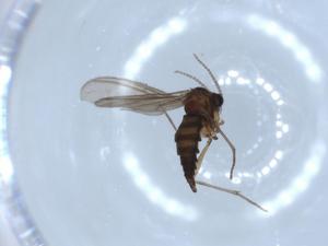  ( - BIOUG52037-E03)  @12 [ ] CreativeCommons - Attribution (2020) Centre for Biodiversity Genomics Centre for Biodiversity Genomics