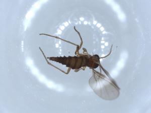  ( - BIOUG52037-E06)  @12 [ ] CreativeCommons - Attribution (2020) Centre for Biodiversity Genomics Centre for Biodiversity Genomics