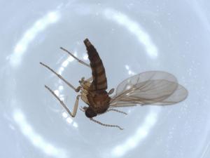  ( - BIOUG52037-F06)  @12 [ ] CreativeCommons - Attribution (2020) Centre for Biodiversity Genomics Centre for Biodiversity Genomics