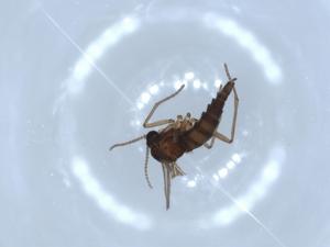  ( - BIOUG52037-F05)  @12 [ ] CreativeCommons - Attribution (2020) Centre for Biodiversity Genomics Centre for Biodiversity Genomics